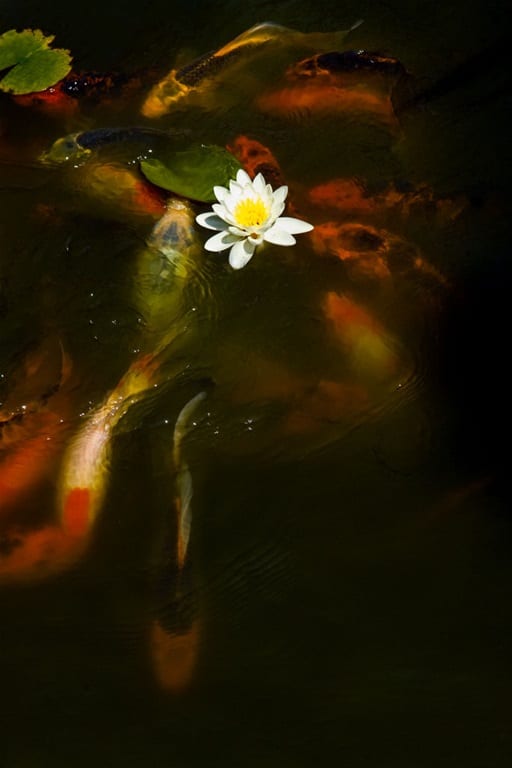 lotus2